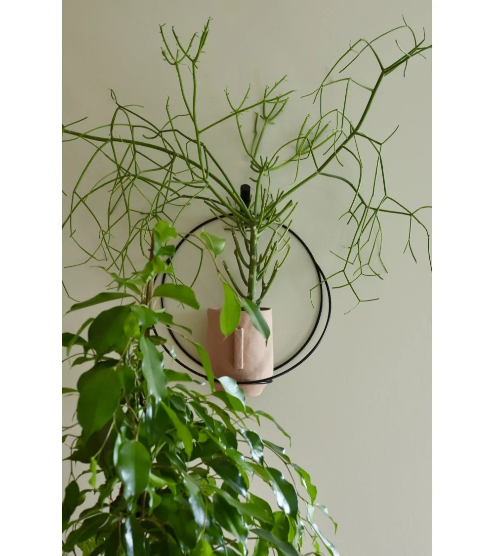 ficus lyrata zimmerpflanze Ficus Lyrata-Pflanze, 160 cm hoch – üppige und einzigartige Vegetation